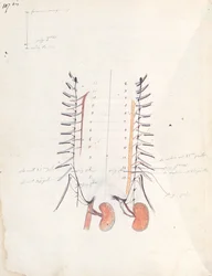 The Kidneys, c.1843